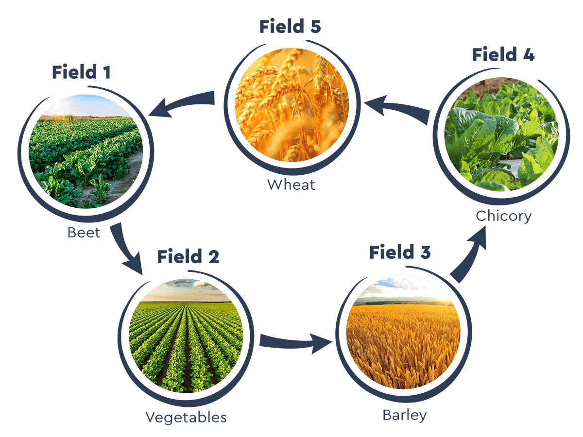 crop rotation